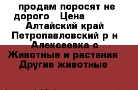 продам поросят не дорого › Цена ­ 2 000 - Алтайский край, Петропавловский р-н, Алексеевка с. Животные и растения » Другие животные   